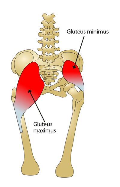 gluteal muscles: Gluteus minimus and gluteus maximus